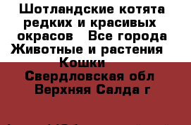 Шотландские котята редких и красивых  окрасов - Все города Животные и растения » Кошки   . Свердловская обл.,Верхняя Салда г.
